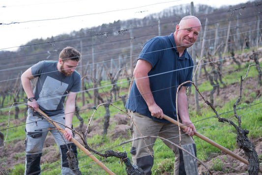 Domaine André Kleinknecht en Alsace